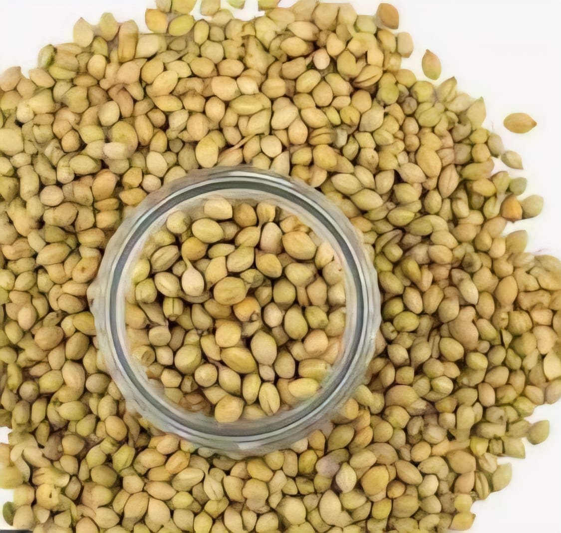 Coriander Seeds